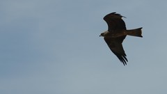 Milvus migrans migrans