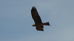 Milvus migrans migrans