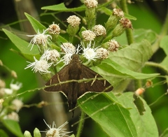 Eudaminae