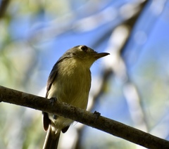 Vireo gundlachii