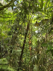 Heliconia pogonantha