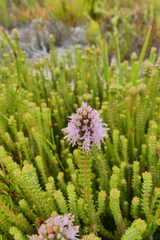 Stilbaceae