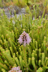Stilbaceae
