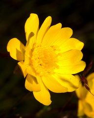 Ranunculus petiolaris