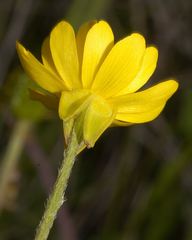 Ranunculus petiolaris