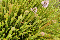 Stilbaceae