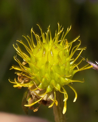 Ranunculus petiolaris