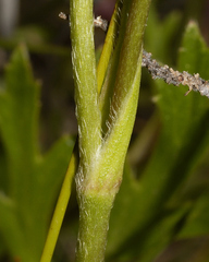 Ranunculus petiolaris