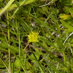 Ranunculus petiolaris
