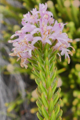 Stilbaceae