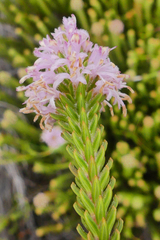 Stilbaceae