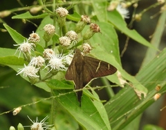 Eudaminae