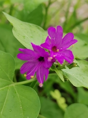 Mirabilis violacea