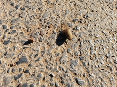 Dundubia