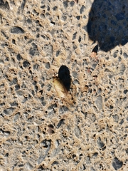 Dundubia