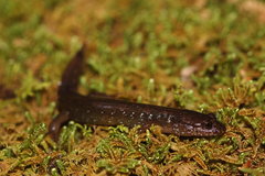 Desmognathus santeetlah