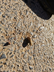 Dundubia