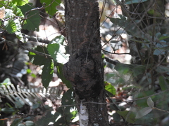 Agrobacterium pseudotsugae