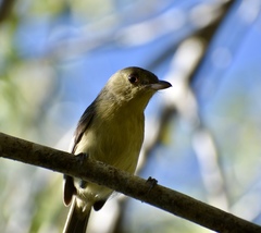 Vireo gundlachii