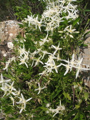 Clematis linearifolia