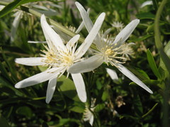 Clematis linearifolia