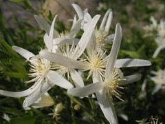 Clematis linearifolia