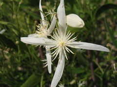 Clematis linearifolia