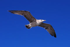 Larus michahellis