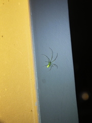 Tetragnatha squamata