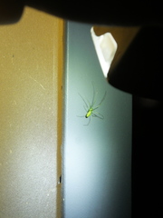 Tetragnatha squamata