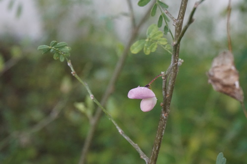 Image of Coursetia axillaris by no rights reserved