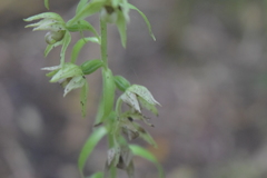 Epipactis papillosa