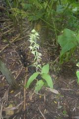 Epipactis papillosa