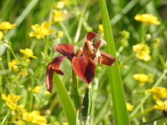 Iris fulva