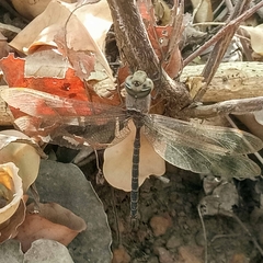 Gynacantha manderica