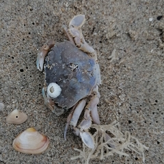 Liocarcinus vernalis