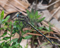 Phanogomphus oklahomensis