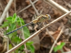 Orthetrum machadoi