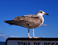 Larus michahellis