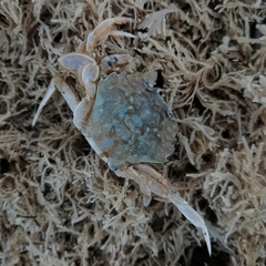 Liocarcinus vernalis