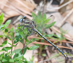 Phanogomphus oklahomensis