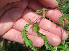 Mimosa polycarpa