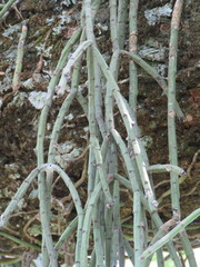 Rhipsalis floccosa