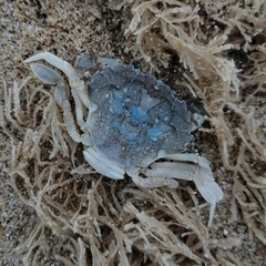 Liocarcinus vernalis