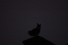 Bubo bubo