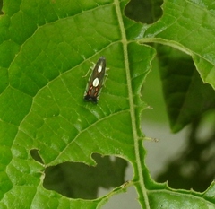 Diedrocephala variegata