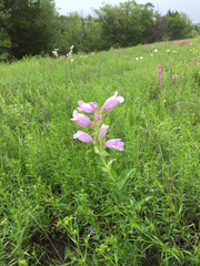 Penstemon cobaea