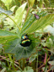 Chrysolina graminis