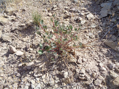 Sphaeralcea parvifolia