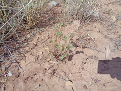 Sphaeralcea parvifolia